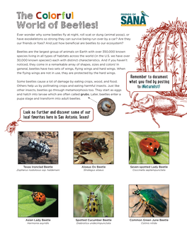 Beetles and Ladybugs