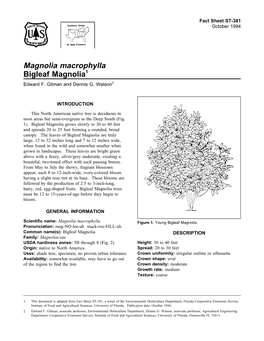 Magnolia Macrophylla Bigleaf Magnolia1 Edward F