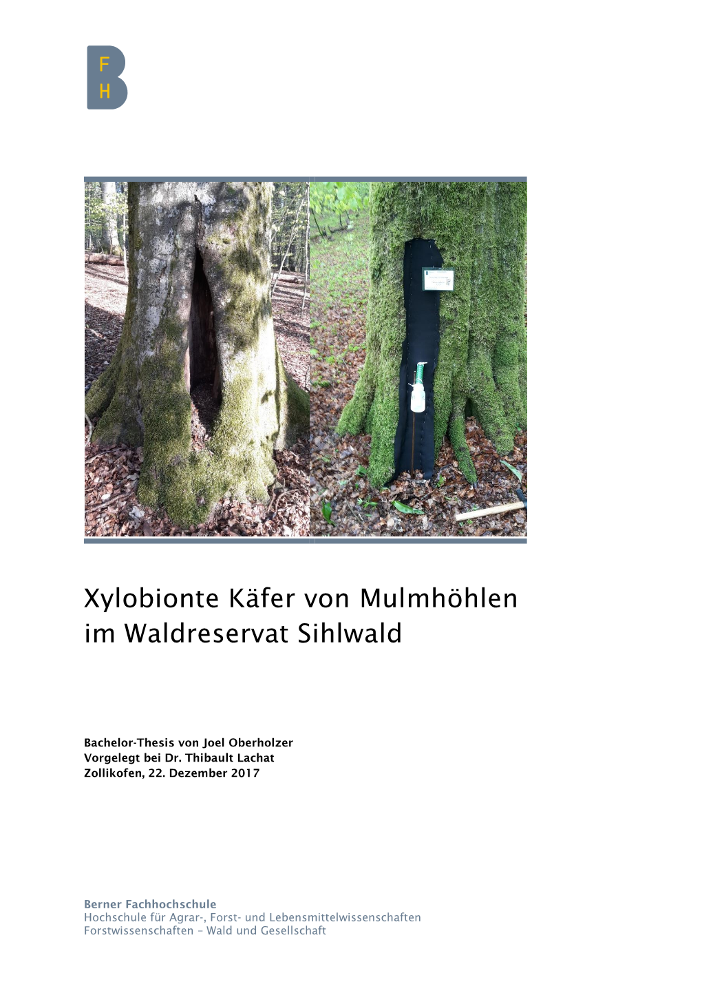 Xylobionte Käfer Von Mulmhöhlen Im Waldreservat Sihlwald