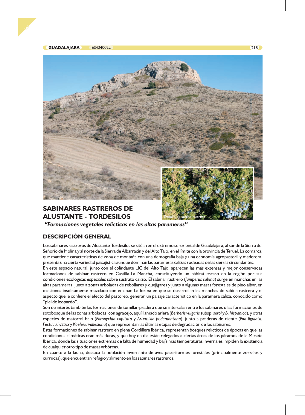 SABINARES RASTREROS DE ALUSTANTE - TORDESILOS Detalle De Sabina Rastrera “Formaciones Vegetales Relícticas En Las Altas Parameras”