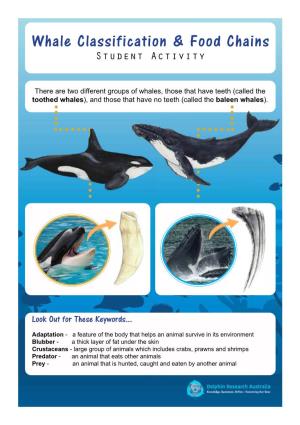 Whale Classification & Food Chains