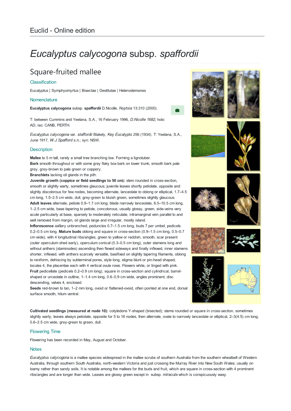 Eucalyptus Calycogona Subsp. Spaffordii Square-Fruited Mallee Classification Eucalyptus | Symphyomyrtus | Bisectae | Destitutae | Heterostemones Nomenclature