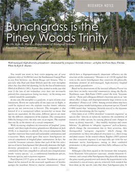 Bunchgrass Is the Piney Woods Trinity