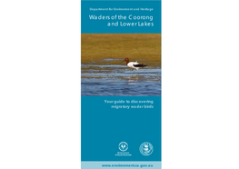 Waders of the Coorong and Lower Lakes
