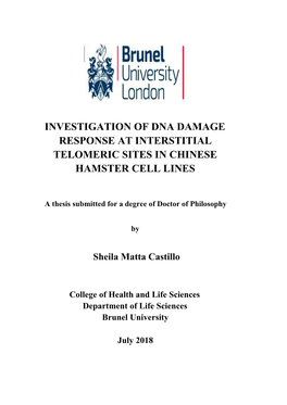 Investigation of Dna Damage Response at Interstitial Telomeric Sites in Chinese Hamster Cell Lines
