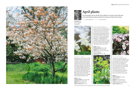 April Plants As Spring Gets Into Its Stride, Derry Watkins Chooses a Favourite Tree and Some Delicate Bulbs and Blooms That Are at Their Best in April