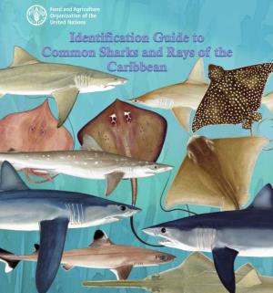 Identification Guide to Common Sharks and Rays of the Caribbean