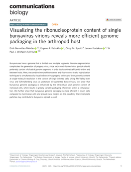 Visualizing the Ribonucleoprotein Content of Single Bunyavirus Virions Reveals More Efficient Genome Packaging in the Arthropod