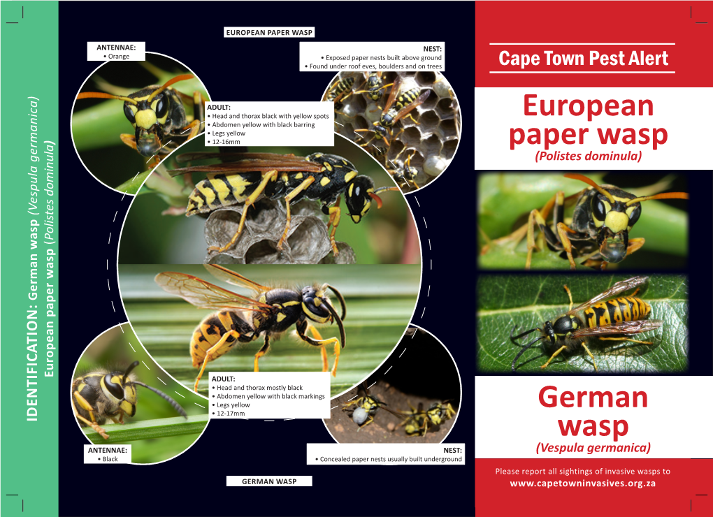 European Paper Wasp German Wasp