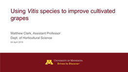 Using Vitis Species to Improve Cultivated Grapes