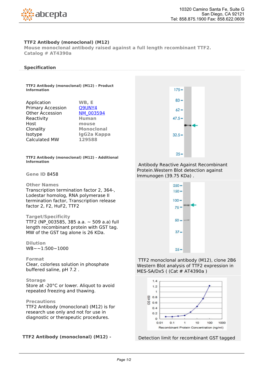 TTF2 Antibody (Monoclonal) (M12) Mouse Monoclonal Antibody Raised Against a Full Length Recombinant TTF2