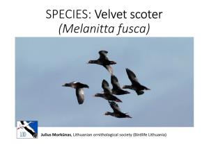 Velvet Scoter (Melanitta Fusca)