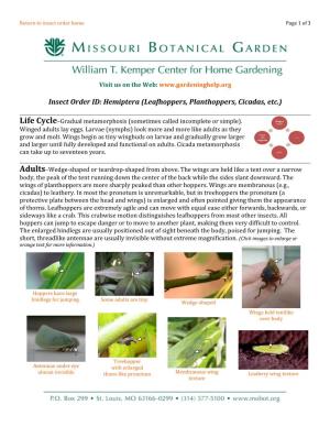 Leafhoppers, Planthoppers, Cicadas, Etc.)