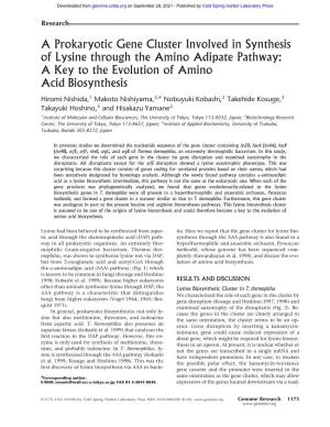 A Prokaryotic Gene Cluster Involved in Synthesis of Lysine Through the Amino Adipate Pathway: a Key to the Evolution of Amino Acid Biosynthesis