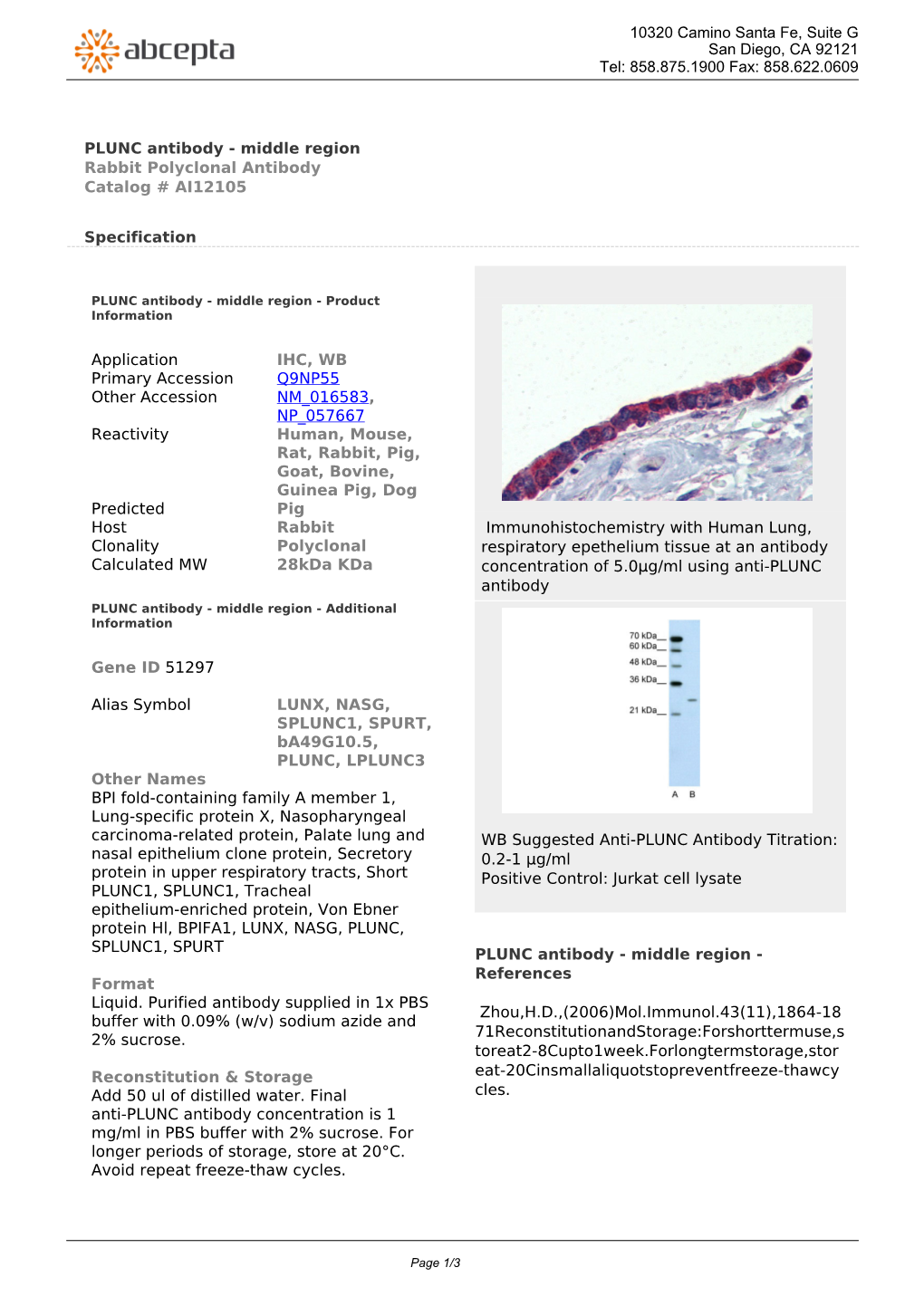 PLUNC Antibody - Middle Region Rabbit Polyclonal Antibody Catalog # AI12105