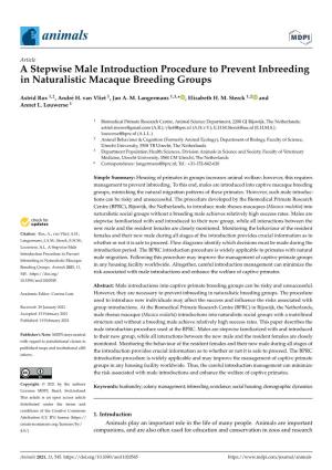 A Stepwise Male Introduction Procedure to Prevent Inbreeding in Naturalistic Macaque Breeding Groups