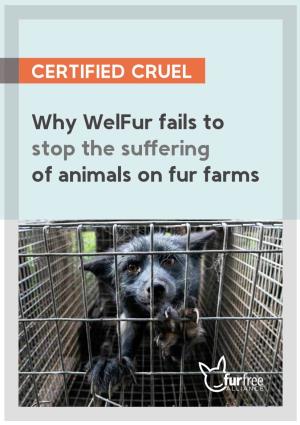 Why Welfur Fails to Stop the Suffering of Animals on Fur Farms Raccoon Dog in Wire-Mesh Battery Cage, Poland, 2019