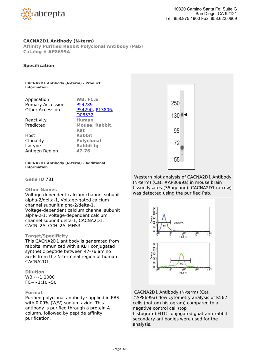 CACNA2D1 Antibody (N-Term) Affinity Purified Rabbit Polyclonal Antibody (Pab) Catalog # AP8699A