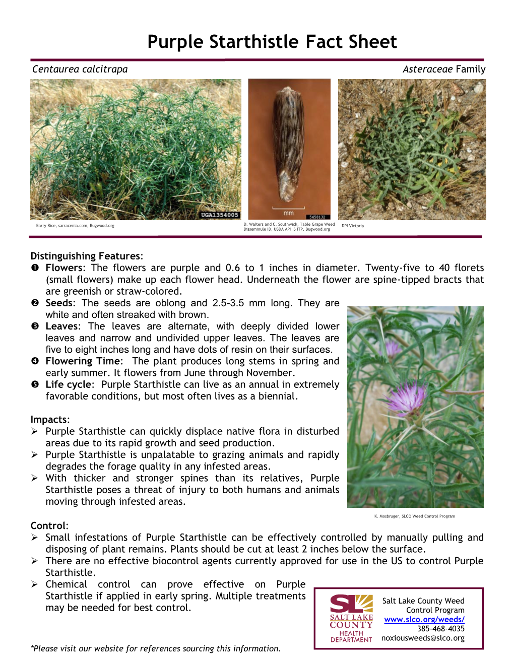 Purple Starthistle Fact Sheet