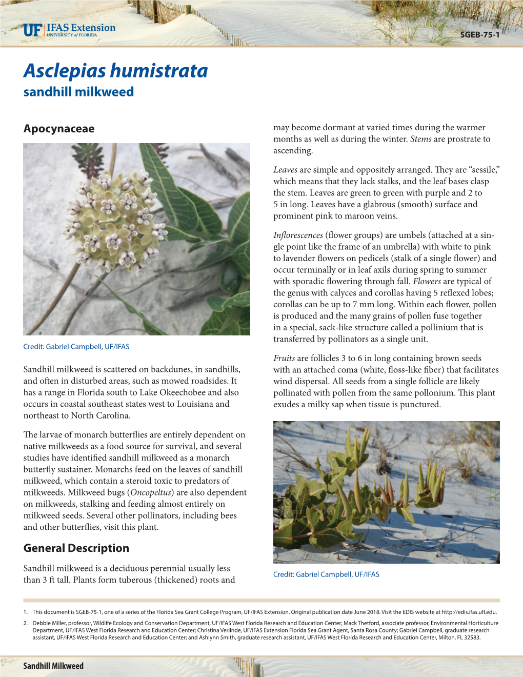 Sandhill Milkweed, Asclepias Humistrata