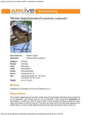 Western Ringtail Possum Factsheet on Arkive - Pseudocheirus Occidentalis