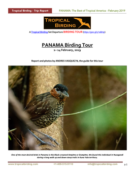 PANAMA Birding Tour 1– 14 February, 2019