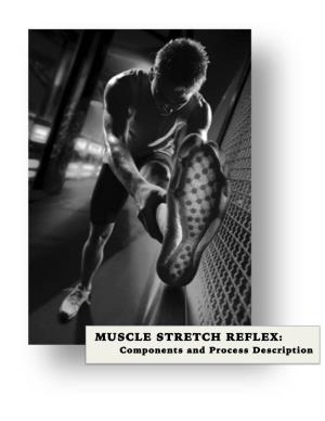 MUSCLE STRETCH REFLEX: Components and Process Description