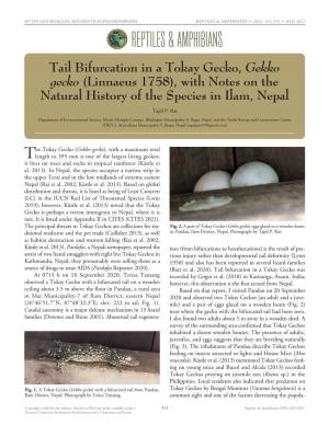 Gekko Gecko) Eggs Glued to a Wooden Beam  CONSERVATION RESEARCH REPORTS: Summaries of Publishedin Pandau, Conservation Ilam Research District, Reports Nepal