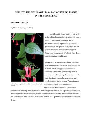 Lianas and Climbing Plants of the Neotropics: Plantaginaceae