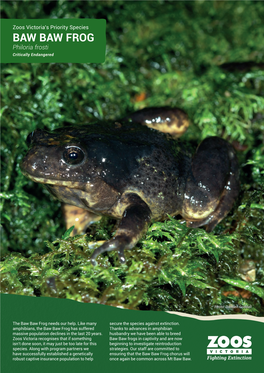 BAW BAW FROG Philoria Frosti Critically Endangered