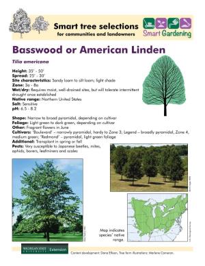Basswood Or American Linden Tilia Americana