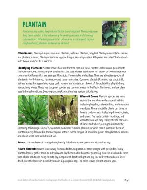 Pla-1 Other Names: Plantago Major – Common Plantain, Wide Leaf