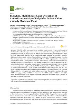 Induction, Multiplication, and Evaluation of Antioxidant Activity of Polyalthia Bullata Callus, a Woody Medicinal Plant