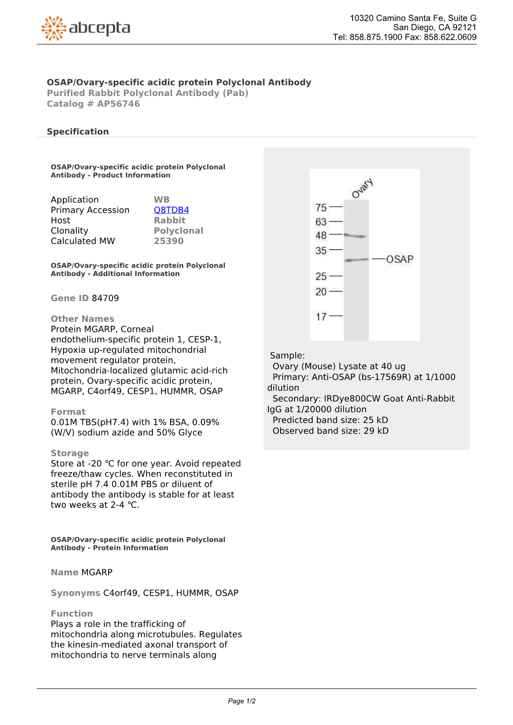 OSAP/Ovary-Specific Acidic Protein Polyclonal Antibody Purified Rabbit Polyclonal Antibody (Pab) Catalog # AP56746