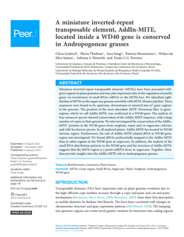 A Miniature Inverted-Repeat Transposable Element, Addin-MITE, Located Inside a WD40 Gene Is Conserved in Andropogoneae Grasses