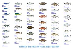 Saltwater Fish Identification Chart