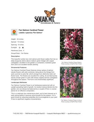 Squak Mountain Nursery Fan Salmon Cardinal Flower
