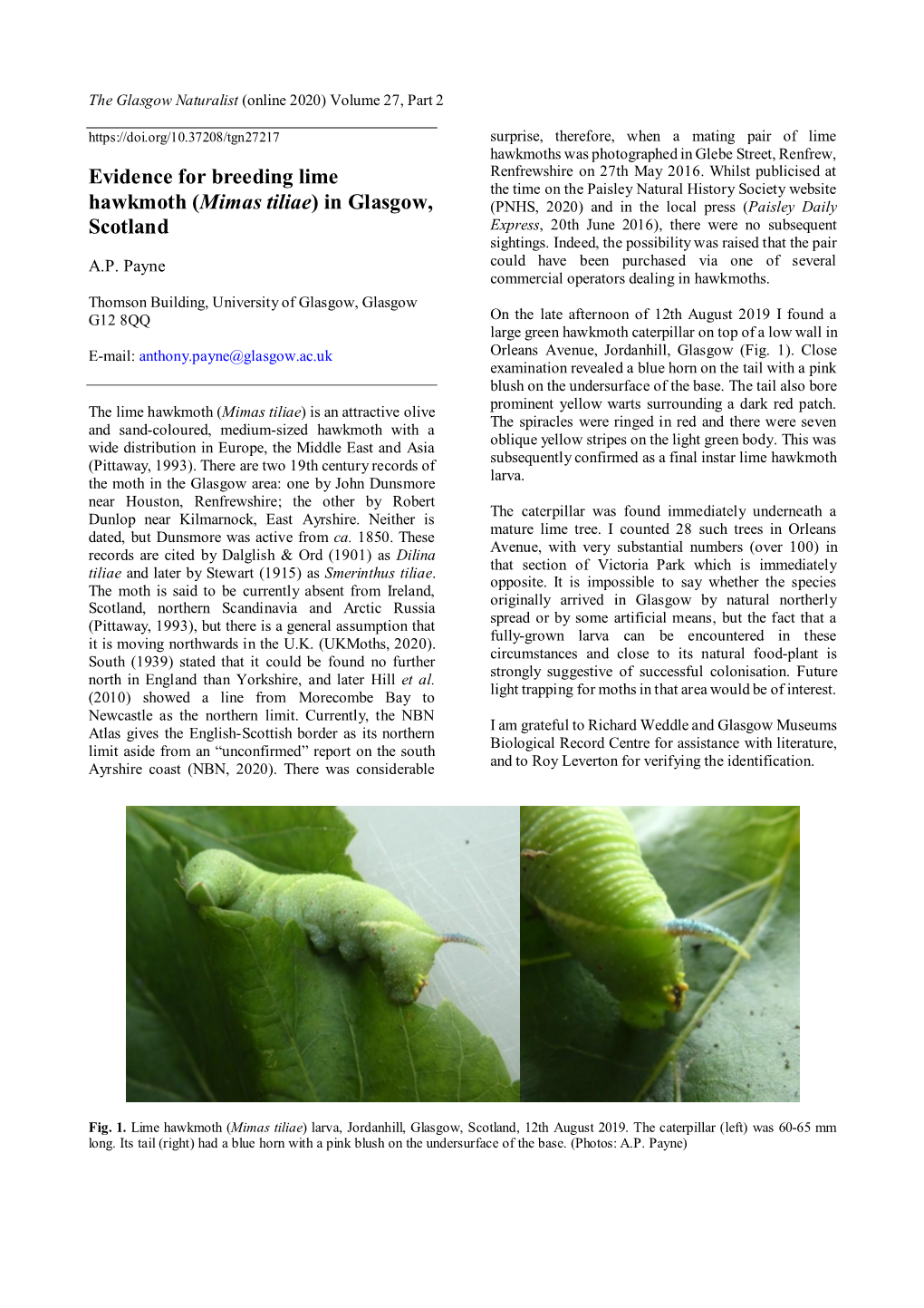 Evidence for Breeding Lime Hawkmoth (Mimas Tiliae) in Glasgow, Scotland