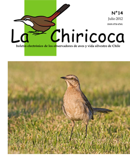 Mimus Thenca) En El Norte De La Isla De Chiloé 15-17 Por Juan L
