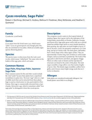 Cycas Revoluta, Sago Palm1 Robert J