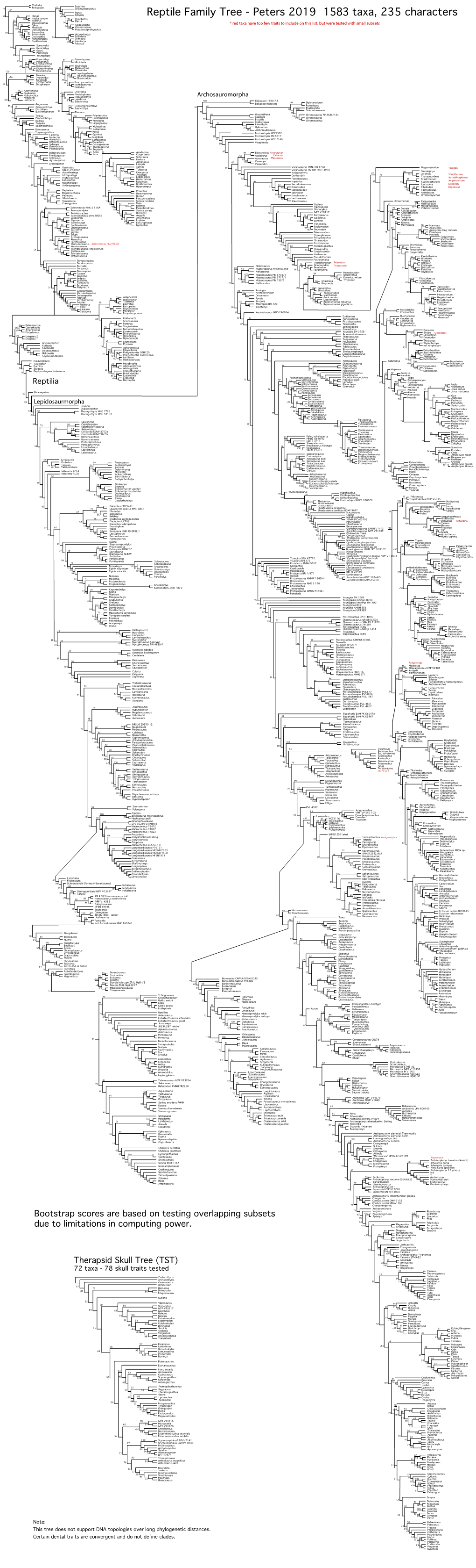 Reptile Family Tree