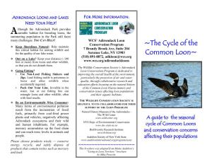 The Cycle of the Common Loon (Brochure)
