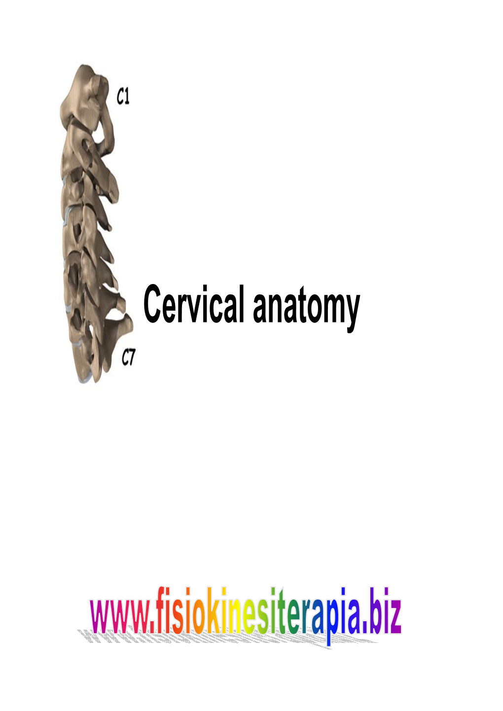 Cervical Anatomy Overview: Building the Cervical Spine • Atlas •Axis • Ligaments • Muscles •Fascia • the Vert • and How to Apply to Common Cases Atlas