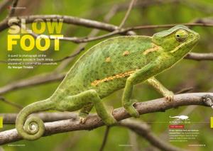A Quest to Photograph All the Chameleon Species in South Africa Uncovered a Conservation Conundrum