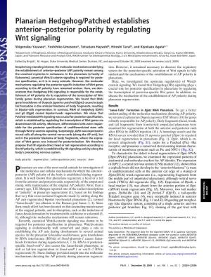Planarian Hedgehog/Patched Establishes Anterior–Posterior Polarity by Regulating Wnt Signaling