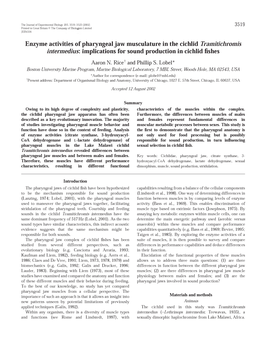 Enzyme Activities of Pharyngeal Jaw Musculature in the Cichlid Tramitichromis Intermedius: Implications for Sound Production in Cichlid Fishes