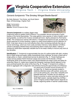 Cerceris Fumipennis “The Smokey Winged Beetle Bandit”