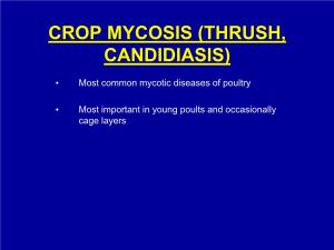 Crop Mycosis (Thrush, Candidiasis)