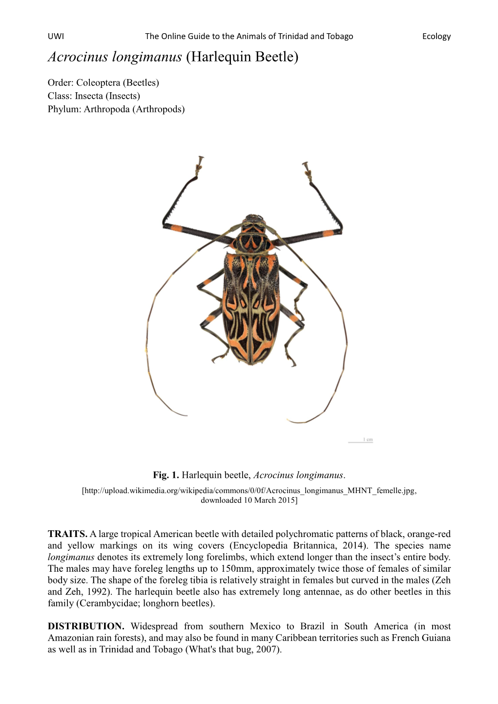 Acrocinus Longimanus (Harlequin Beetle)