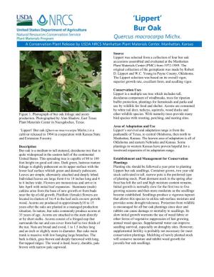 Lippert, Bur Oak, (Quercus Macrocarpa) Conservation Plant Release